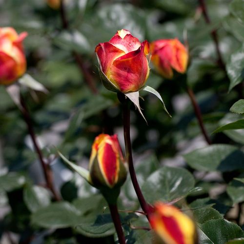 Sárga - Rózsa - Banzai - Online rózsa rendelés